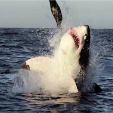 Возле побережья юар заметили летающую белую акулу