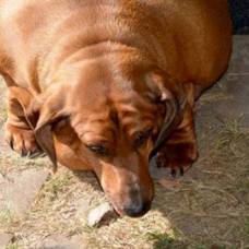 Самой толстой собаке в мире удалось похудеть на 25 килограммов