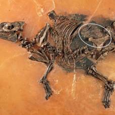 Найдена беременная лошадь, жившая 47 миллионов лет назад