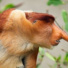 Любопытство и активное общение пагубно влияют на здоровье приматов