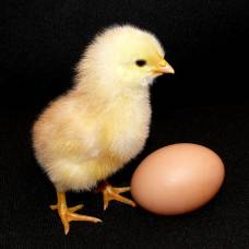 Зачем природа наделила птичьи яйца столь специфической формой