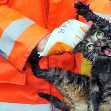 Спасенный из автомобильного двигателя кот стал интернет-сенсацией