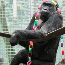 Старейшина среди горилл коло отметила 58-й день рождения онлайн