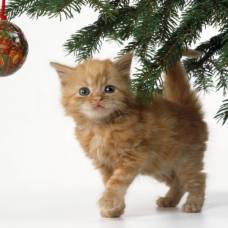 Как защитить кошку и обезопасить свою новогоднюю ёлку