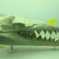 Ученые оценили силу укуса древнего китообразного basilosaurus isis