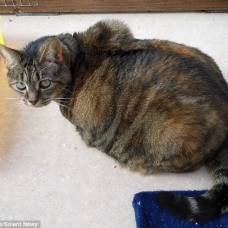 9-Летняя кошка получила прозвище кит кардашьян