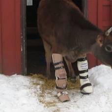 Двуногая корова научилась ходить с помощью протезов