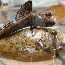 Как водяной язык рыб помогает при охоте на суше