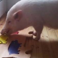 Умная свинья научилась складывать пазл