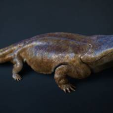 Гигантский вымерший предок саламандр был больше человека