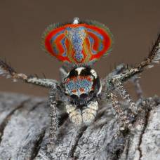 В австралии открыты новые виды красочных пауков