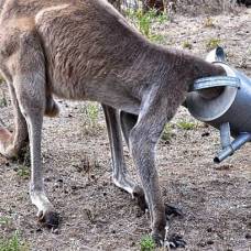 Два австралийца спасли застрявшего кенгуру
