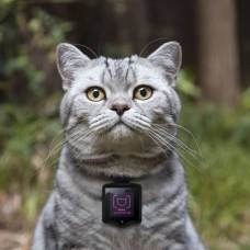 Носимая камера whiskas позволяет кошкам размещать свои фото в instagram