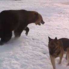 Играющий с собакой медведь стал звездой youtube