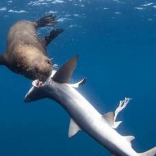 Тюлени стали охотиться на акул и поедать их внутренние органы