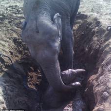 Слониха 11 часов пыталась вытащить детеныша из ямы