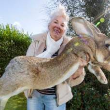 Фотографии самого большого кролика в мире взорвали интернет