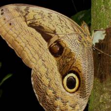 Пятна на крыльях бабочек имитируют глаза хищных птиц