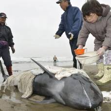 В японии около 150 дельфинов выбросились на побережье