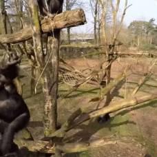 Видео схватки обезьяны с беспилотником