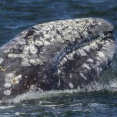 Самка серого кита варвара признана рекордсменом по дальности миграции