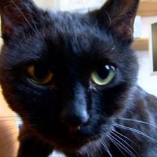 Сердобольный кот радаменес помогат больным животным