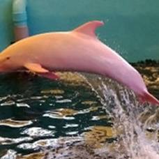 Дельфин-Альбинос меняет цвет, когда злится или смущается