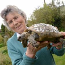 109-Летняя черепаха вернулась к хозяйке после года, проведенного в бегах