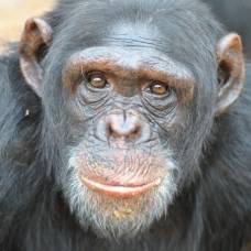 В сша шимпанзе признали человеком