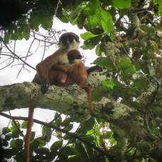 Опубликован первый в мире снимок якобы исчезнувшей обезьяны из конго