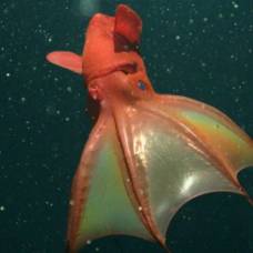 Как размножаются адские кальмары-вампиры (vampyroteuthis infernalis)