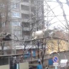 Ворона дразнит кота на ветке дерева