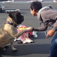 Лётчики-Волонтёры спасают бездомных собак от усыпления, доставляя их новым хозяевам за тысячи километров