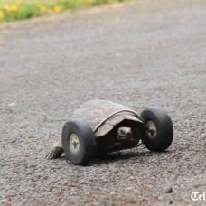 90-Летней черепахе пришили колеса вместо утраченных лап