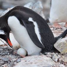 Экскременты пингвинов оказались необходимы для высиживания яиц