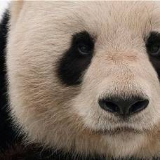 Интересные факты о больших пандах