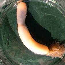 Палеонтологам удалось открыть новый вид червей-пенисов (приапулид)