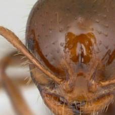 Учёные раскрыли секреты строительства тоннелей муравьями