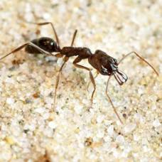 Челюсти муравьёв odontomachus помогают избежать им ловушек других насекомых