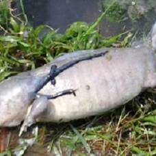 Снимки рыбы с лапами удивили интернет-пользователей