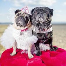 Свадебное платье для собаки обошлось хозяевам в 1,6 тысячи долларов