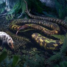 Общий предок всех змей вёл ночной образ жизни и охотился на крупную добычу