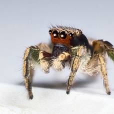 У пауков-скакунчиков обнаружены уникальные визуальные способности