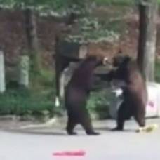 Медведи подрались посреди улицы в сша