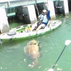 Рыбак поймал на удочку 250-килограммового окуня