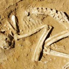 В древнем египте экзотические животные приносились в жертву после смерти их хозяина