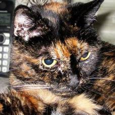 В сша на 28-м году жизни умерла старейшая в мире кошка