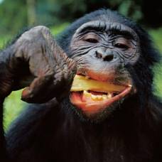 Шимпанзе могут готовить пищу