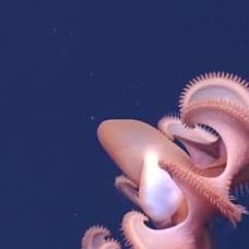 Неизвестные глубоководные существа впервые засняты на видео