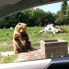 Медведь, научившийся ловить еду одной лапой, стал звездой youtube